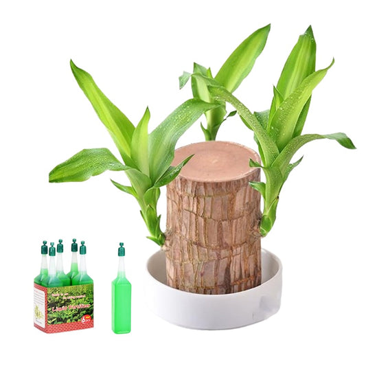 🍀49% DE RÉDUCTION🍀Plante en pot Lucky Brazil Wood🪴